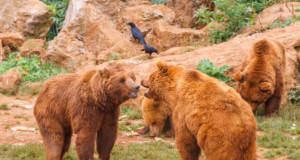 osos cabarceno