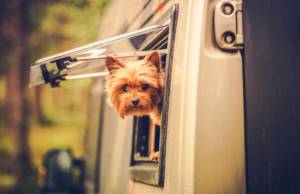 perro en caravana
