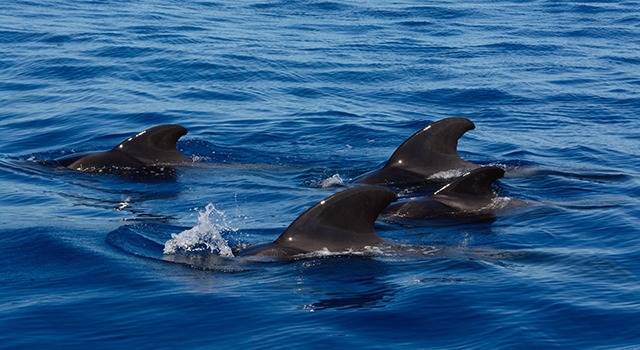 avistar delfines en mazarrón
