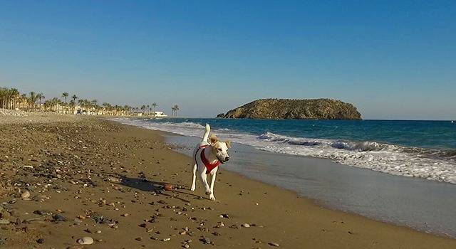 Playa sierra de las moreras canina